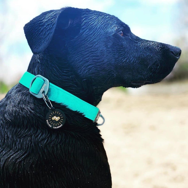 OllyDog Tilden Collar, Waterproof Dog Collar with Quick Release Buckle, Coated Stink-Proof Webbing, Lightweight Collar for Large, Medium and Small Dogs (Medium, Black) - Image 2